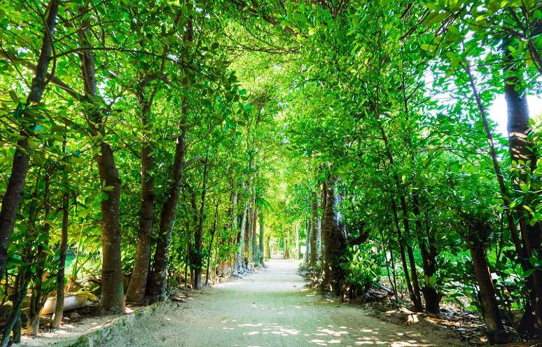 Ｆｕｋｕｇｉ　Ｔｅｒｒａｃｅ　（フクギテラス）