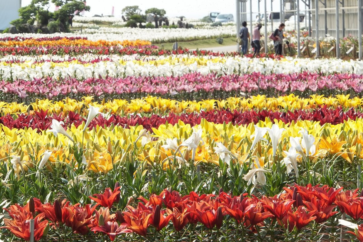 一般社団法人　伊江島観光協会