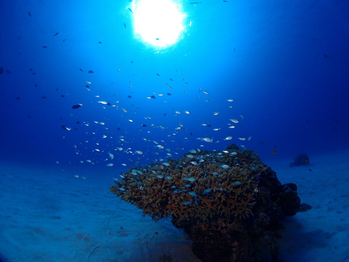 一般社団法人　伊江島観光協会