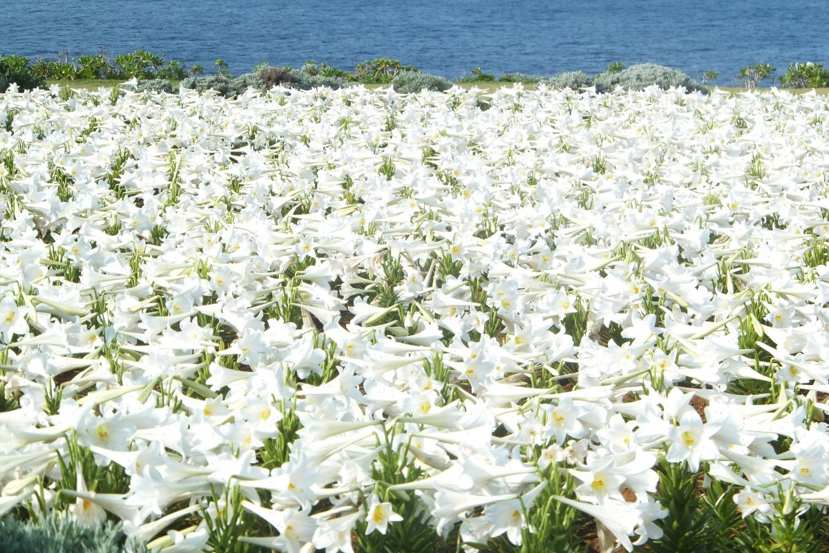 一般社団法人　伊江島観光協会