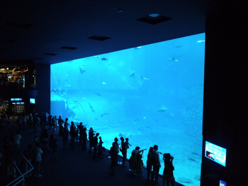 沖縄美ら海水族館　大水槽は圧巻！バスツアーもあります！
