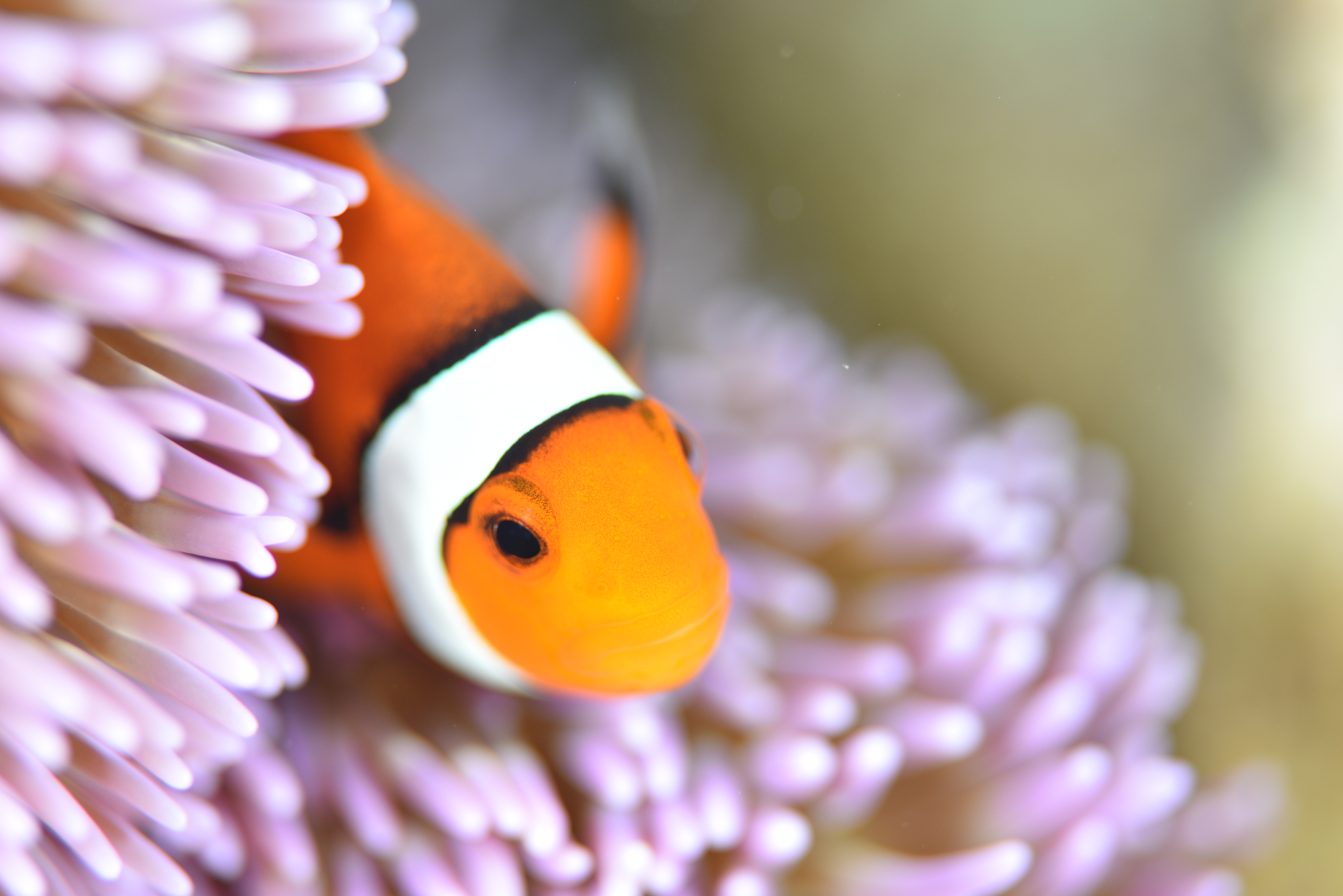 ピンクマーリンクラブ