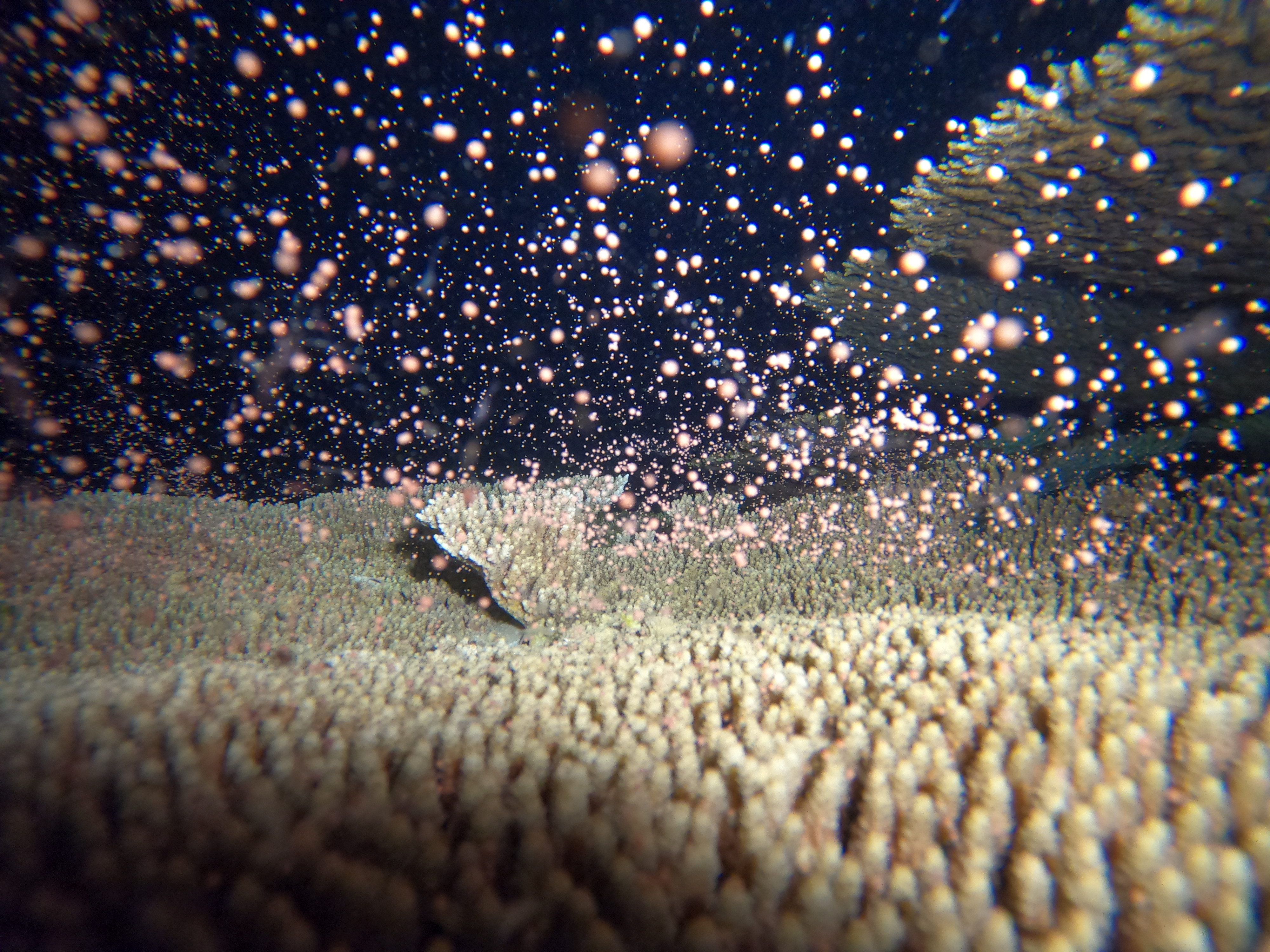 ピンクマーリンクラブ