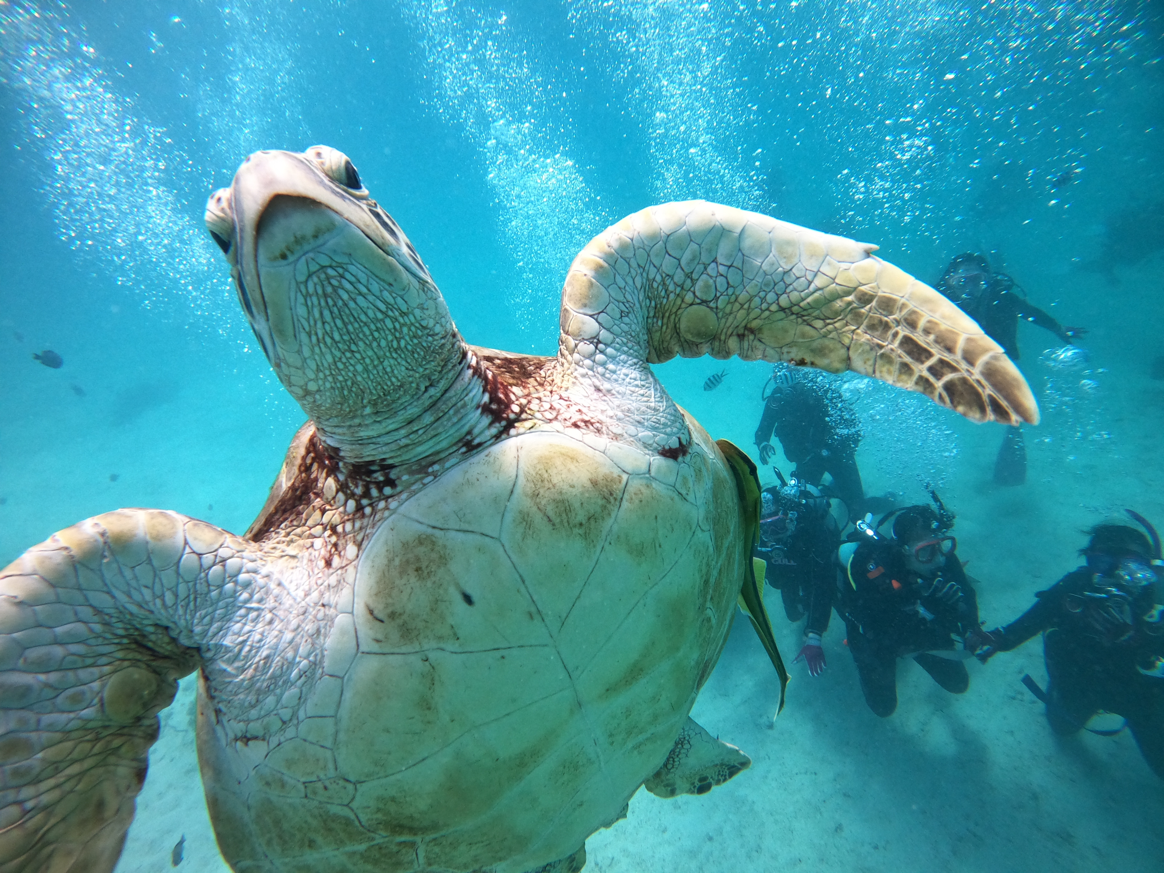 ピンクマーリンクラブ