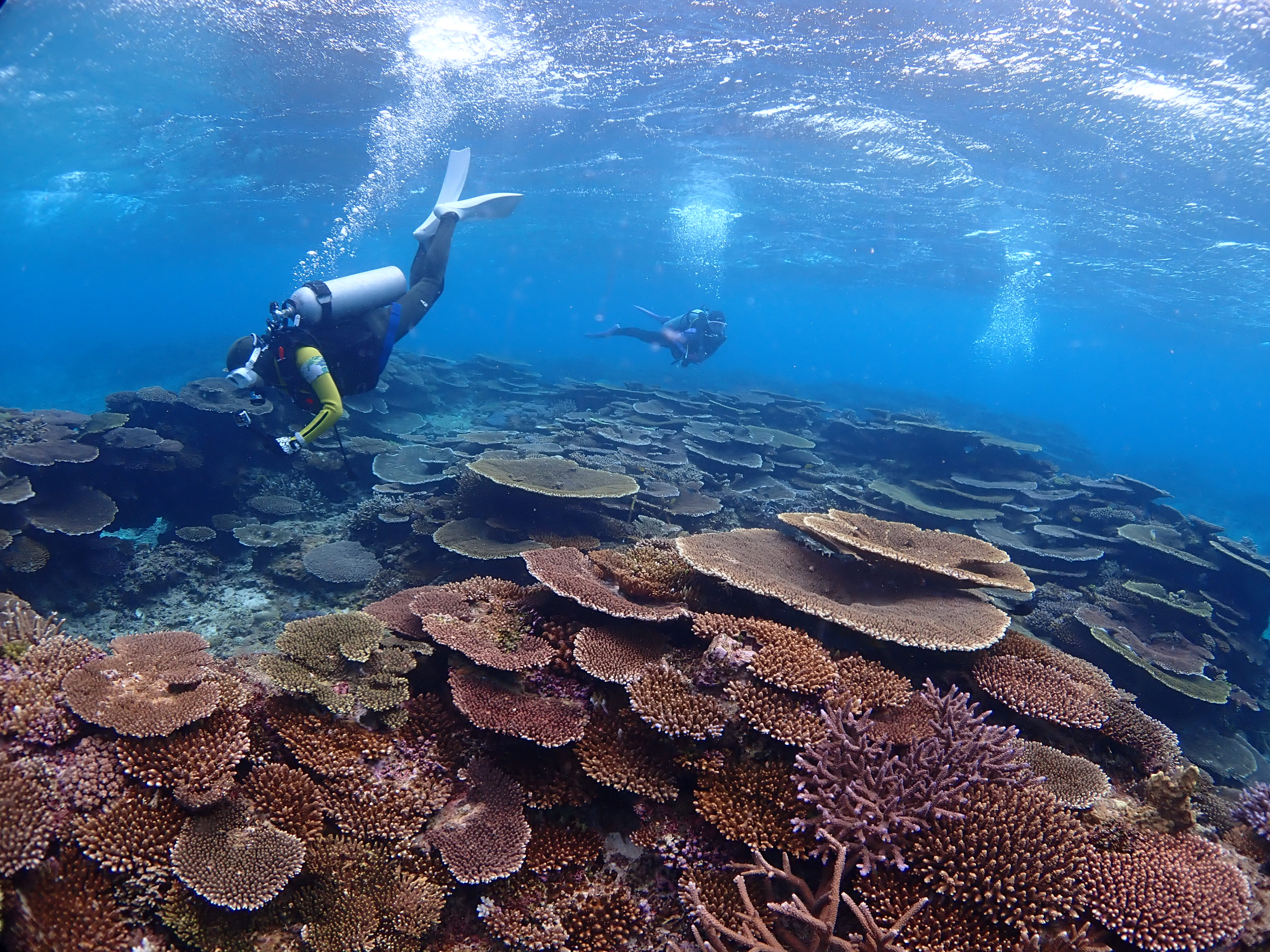 ピンクマーリンクラブ
