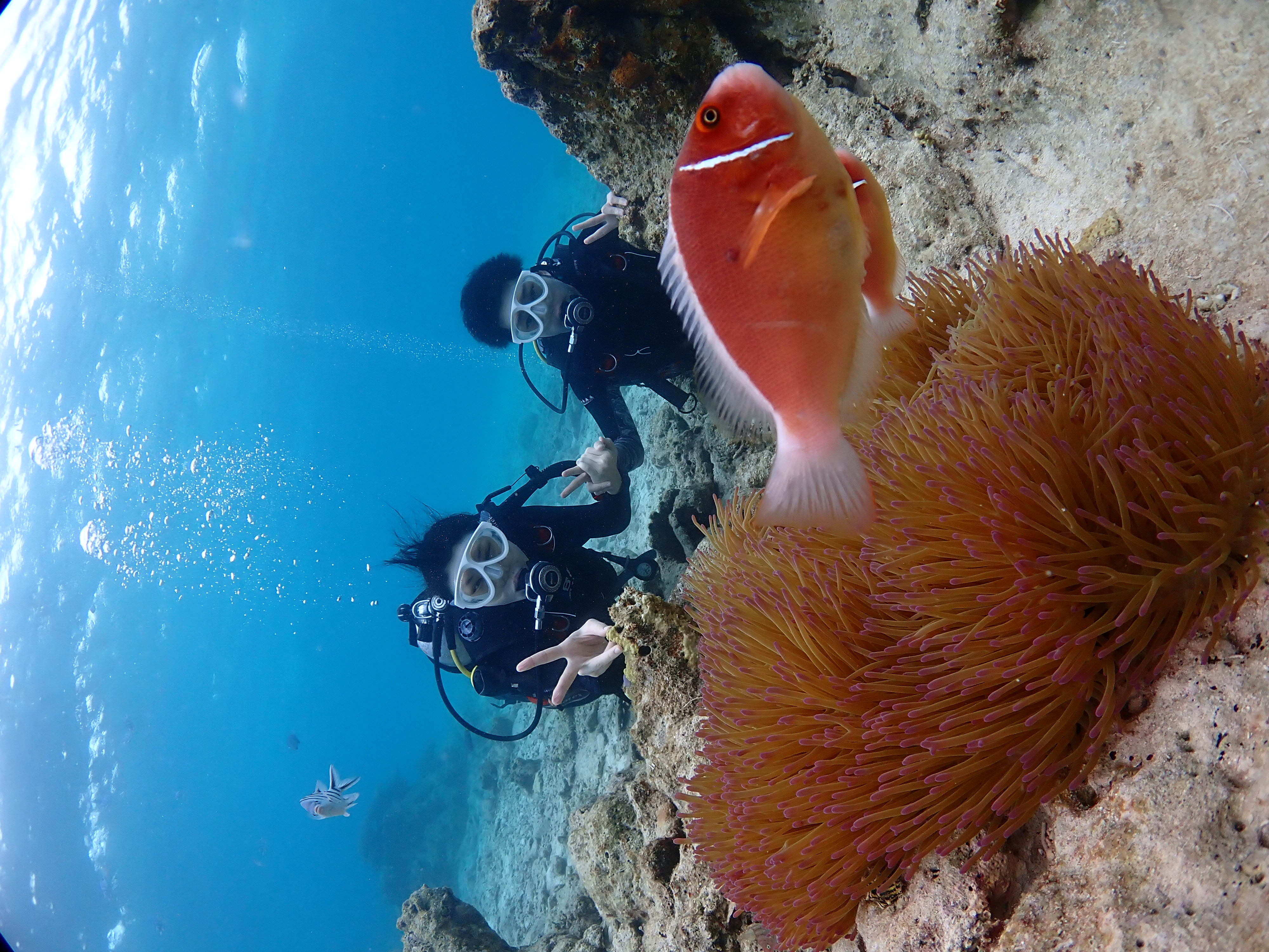 ピンクマーリンクラブ