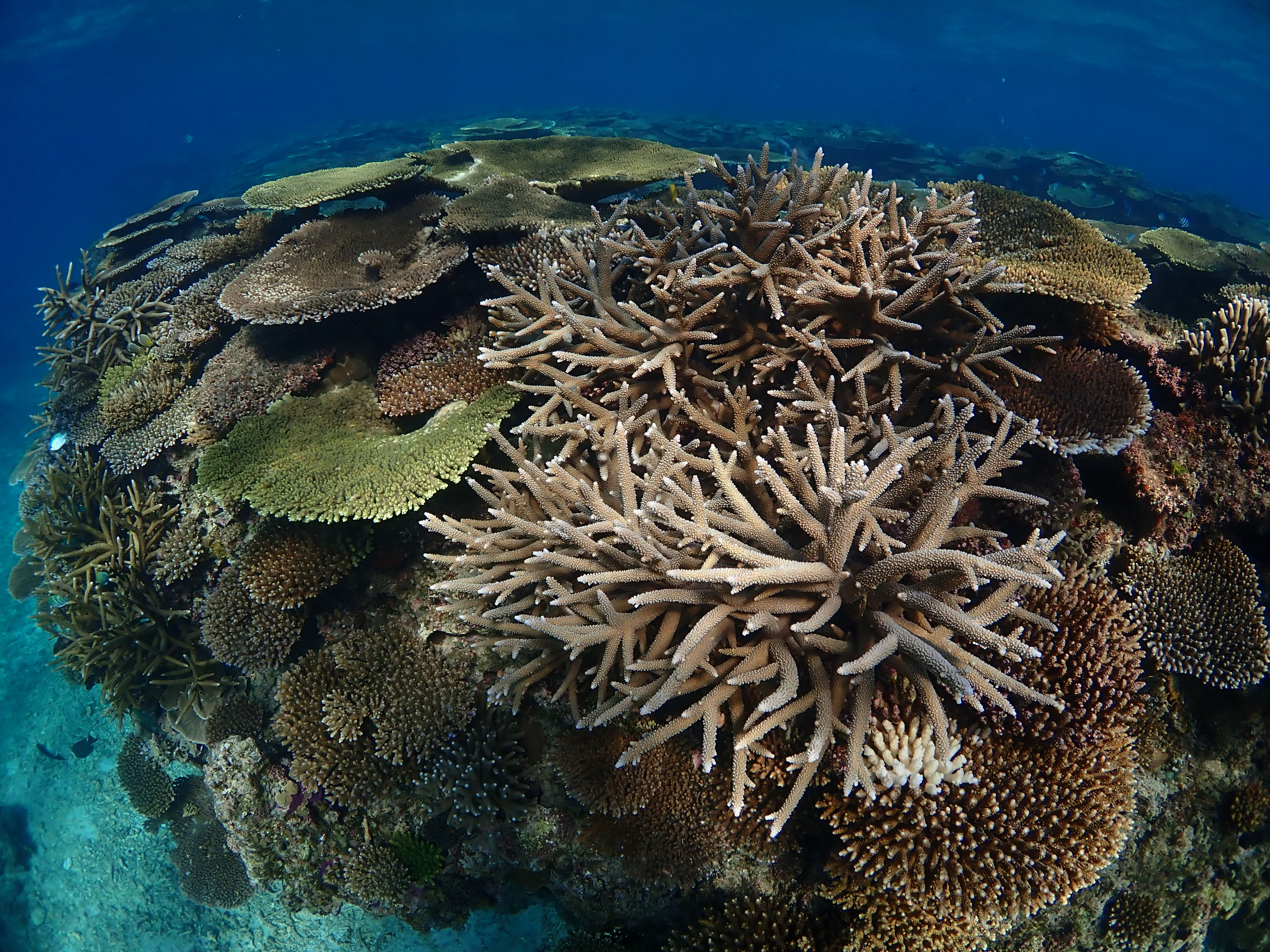 ピンクマーリンクラブ