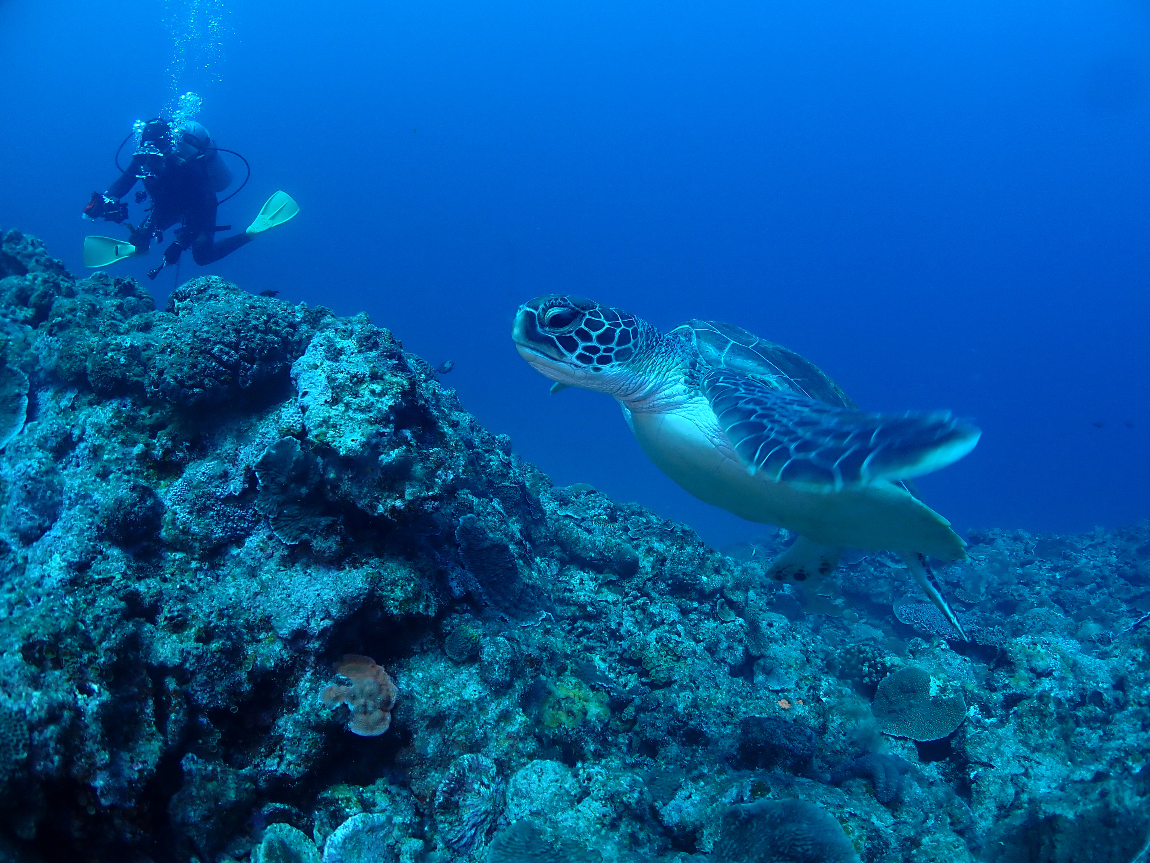 ピンクマーリンクラブ