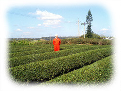 沖縄紅茶農園 　『山城紅茶』