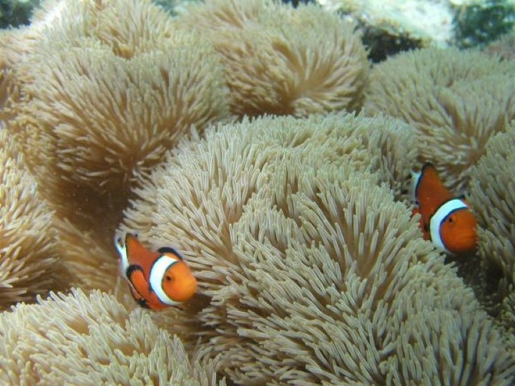 古宇利島マリンクラブ　ザンマリン　クマノミを見に行こう！