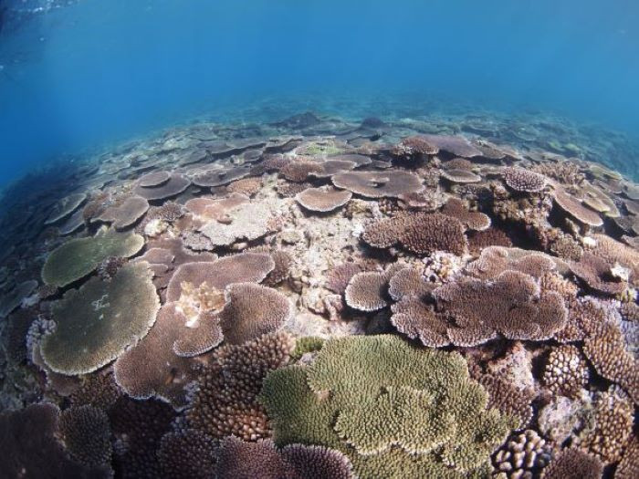 古宇利島マリンクラブ　ザンマリン　クマノミを見に行こう！