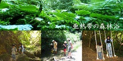 亜熱帯の森トレッキング（石川岳）