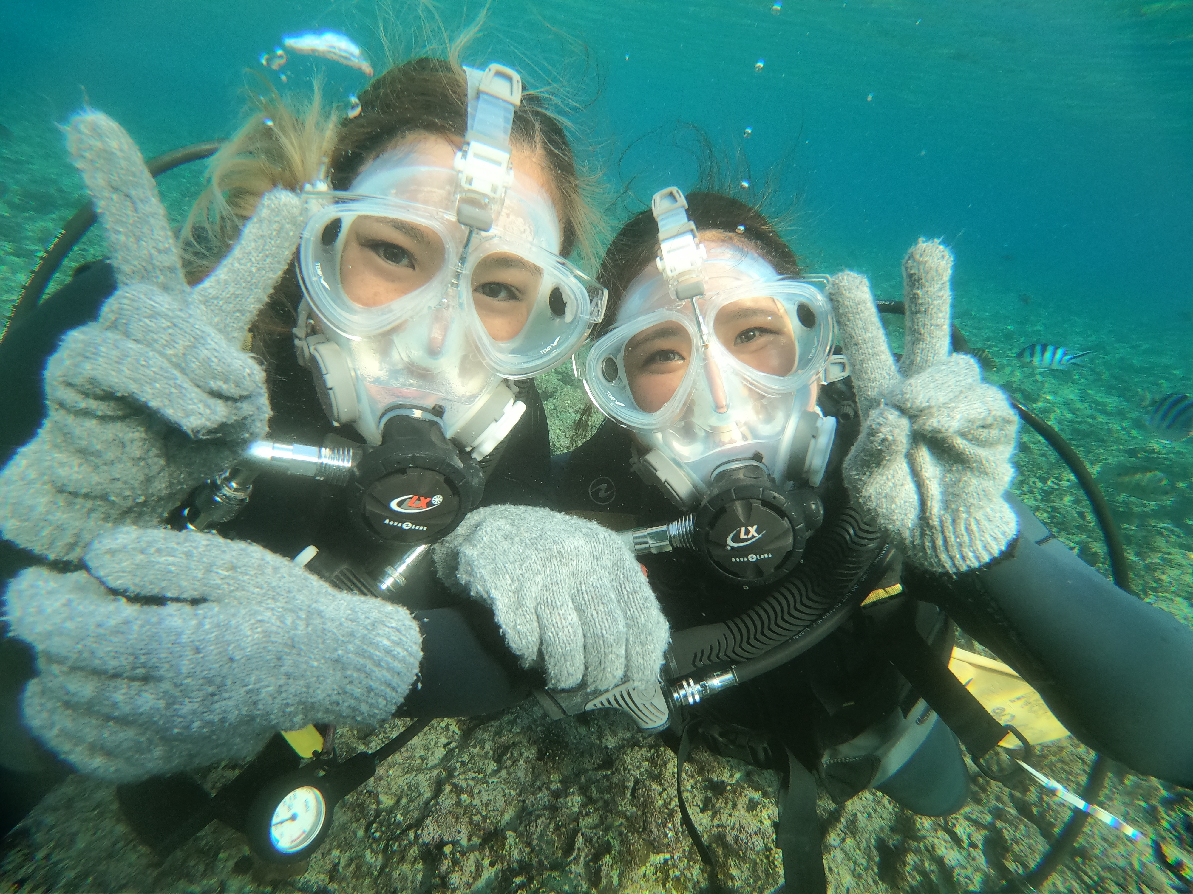 プズマリダイバーズクラブ