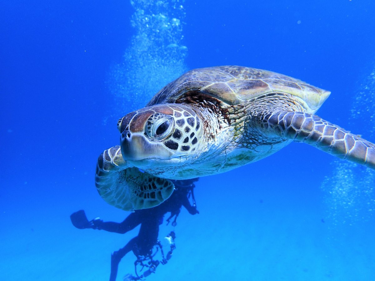 水納島・瀬底島の海へ♪　FUNダイビング