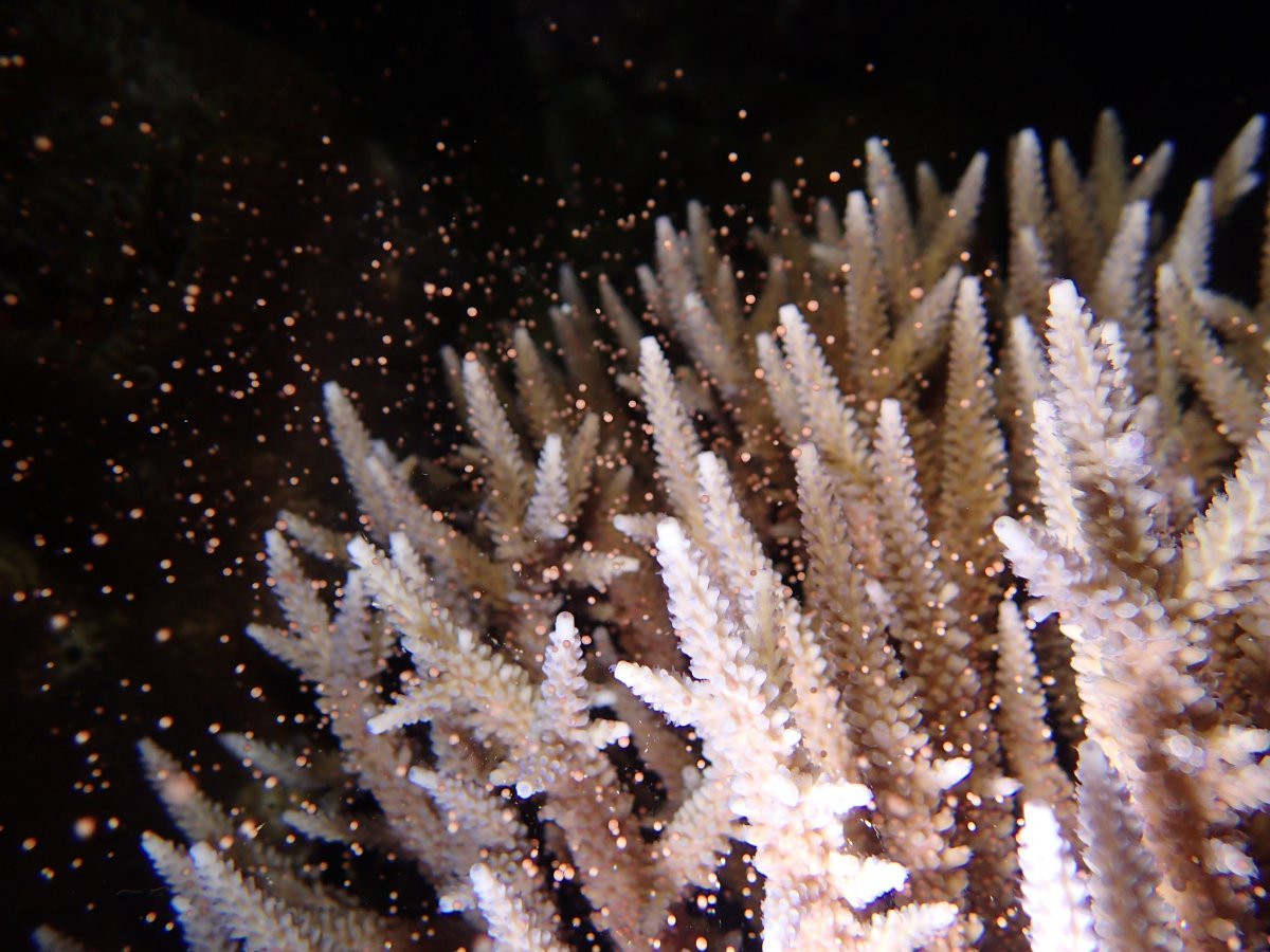 水納島・瀬底島の海へ♪　FUNダイビング