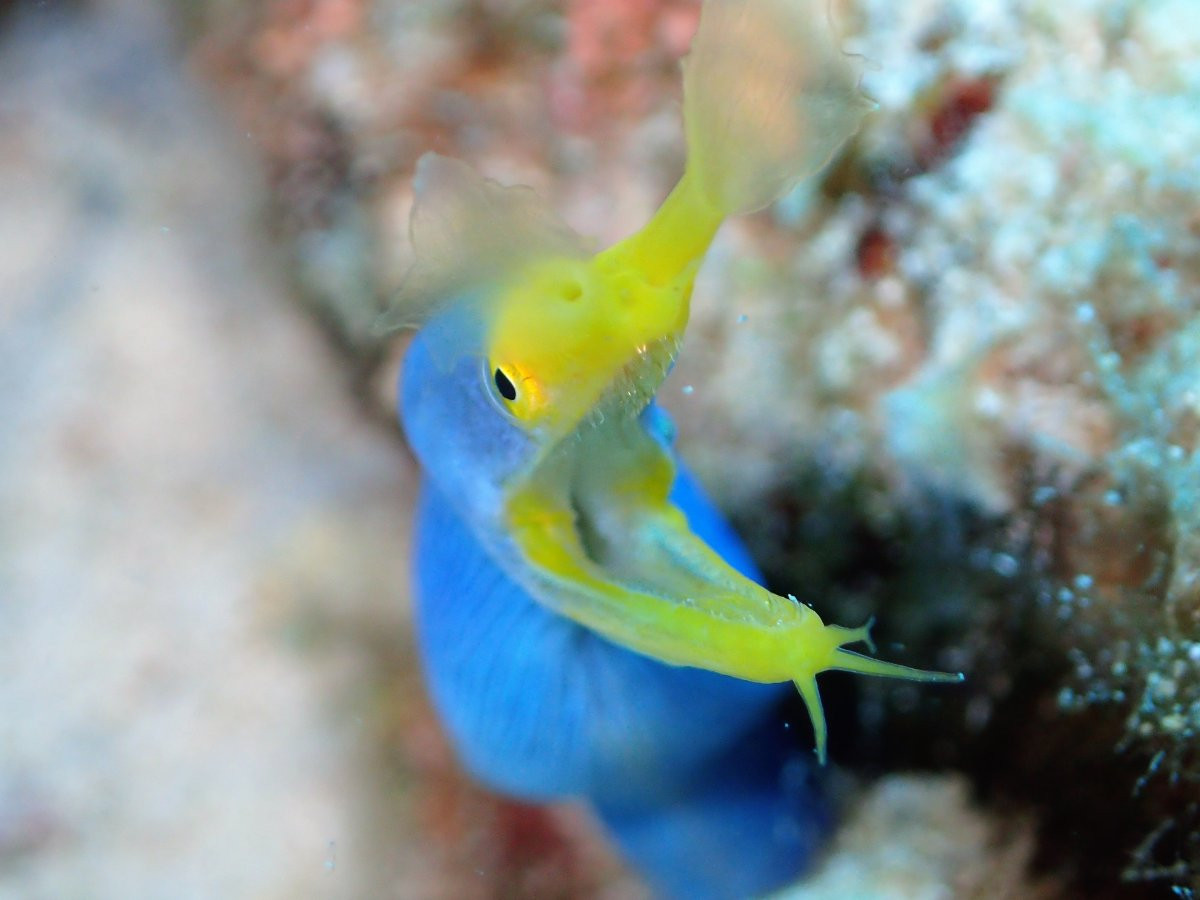 水納島・瀬底島の海へ♪　FUNダイビング