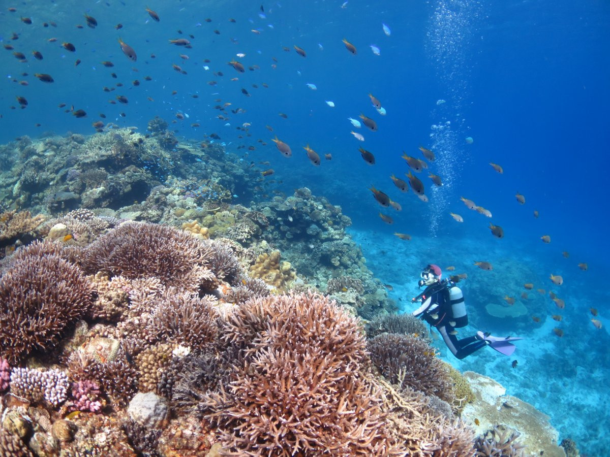 水納島・瀬底島の海へ♪　FUNダイビング