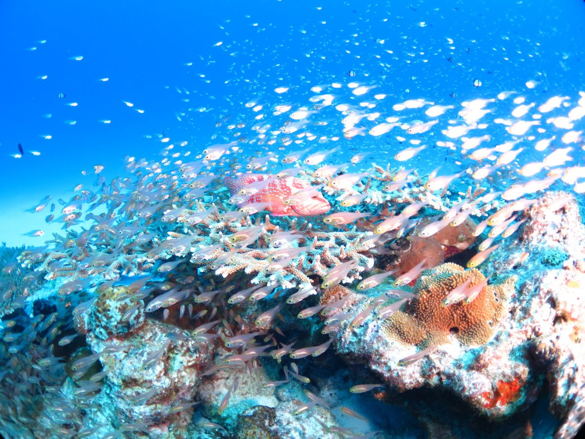 水納島・瀬底島の海へ♪　FUNダイビング