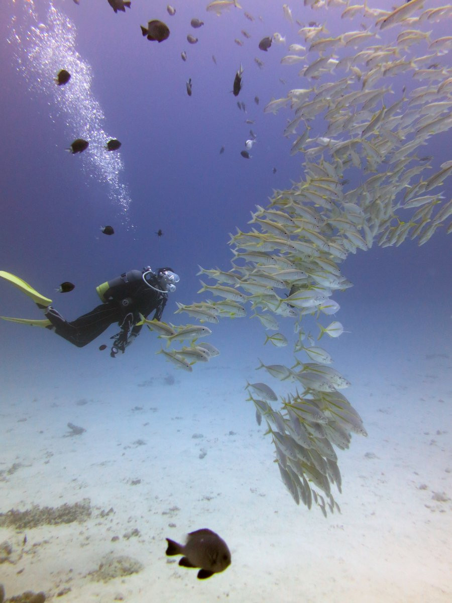 水納島・瀬底島の海へ♪　FUNダイビング