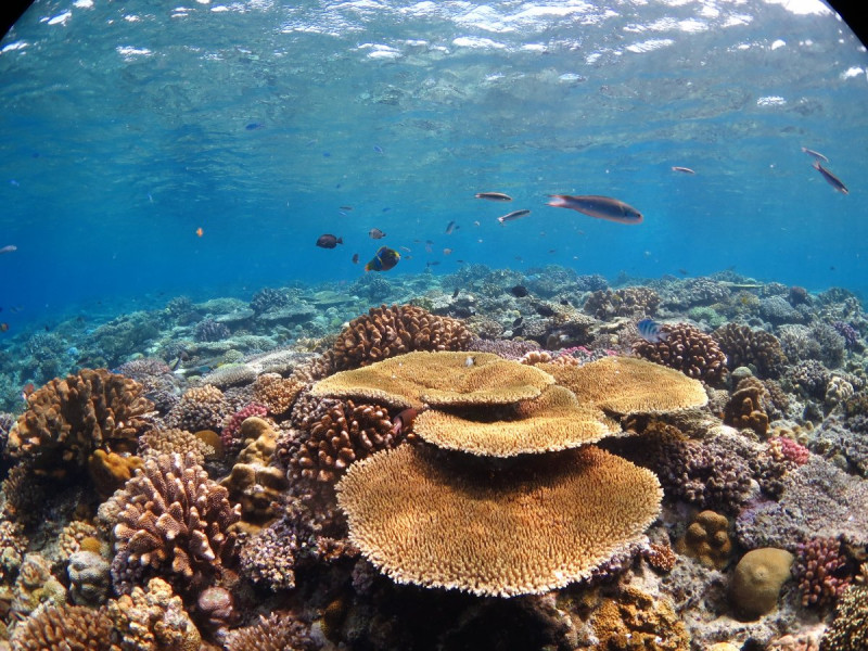 豊かな生態系を守るサンゴ礁が広がります(^O^)