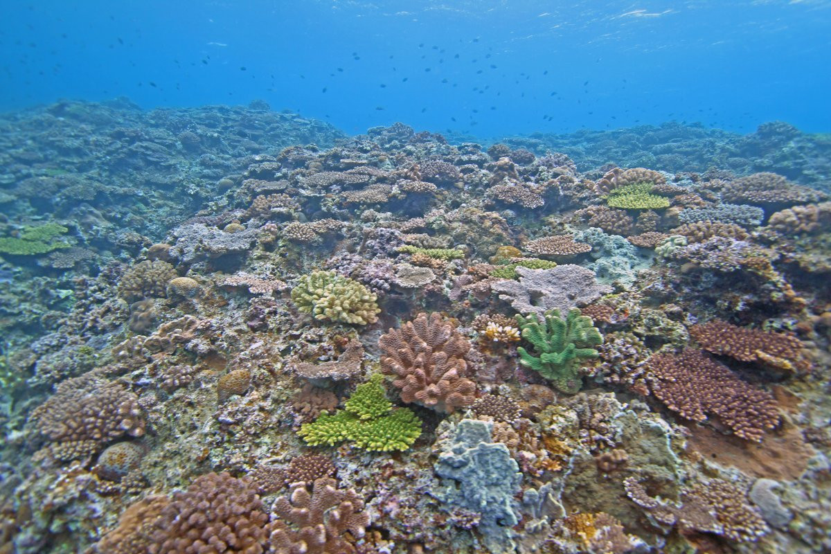 スクーバダイビング「ピラニアダイバーズ沖縄」