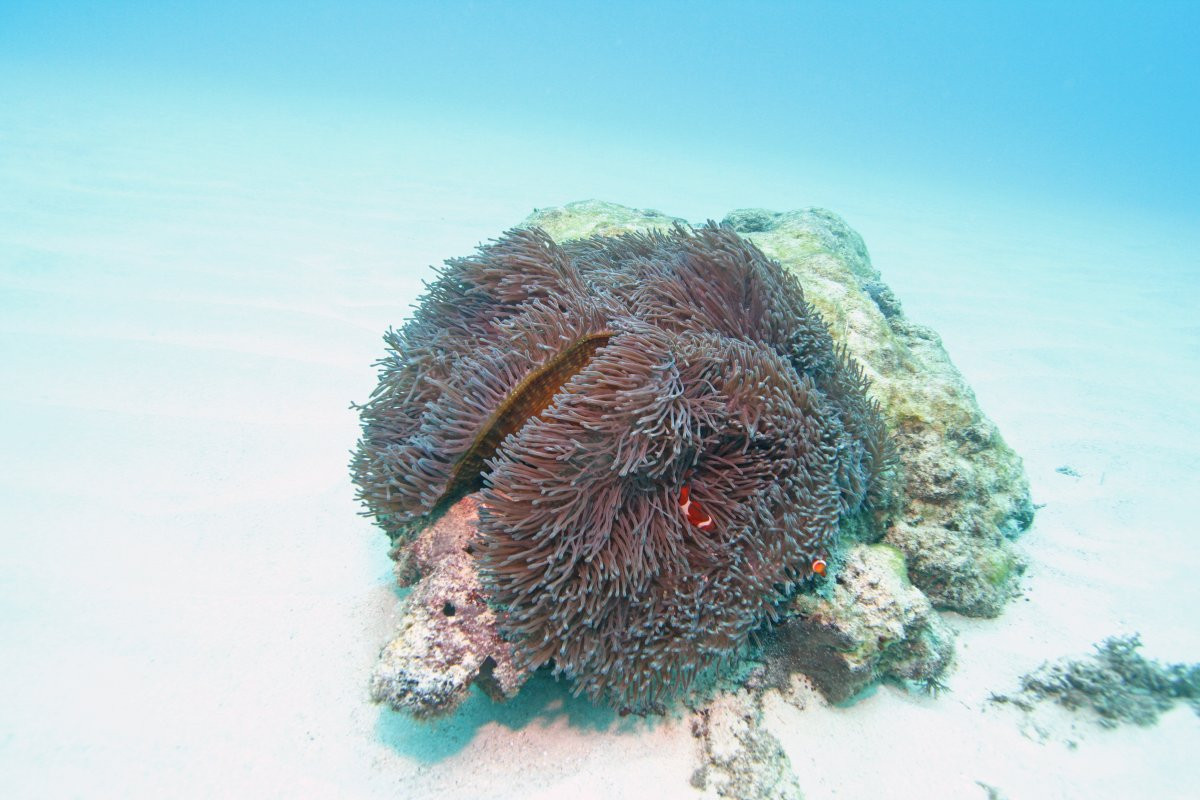 スクーバダイビング「ピラニアダイバーズ沖縄」