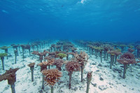 Coral Farm at Yamada Point, An Effort to fight Coral Bleaching