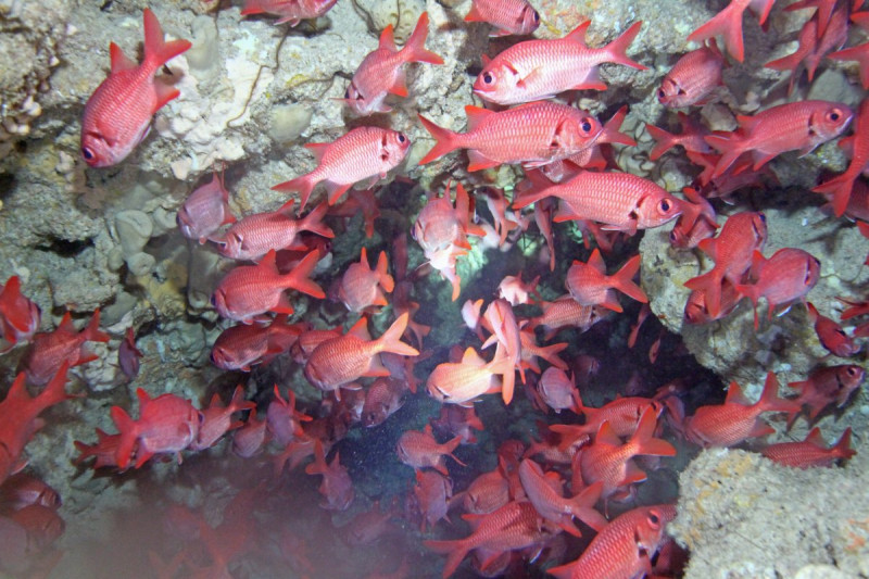 Black Eyed Soldierfish inside the Blue Cave 