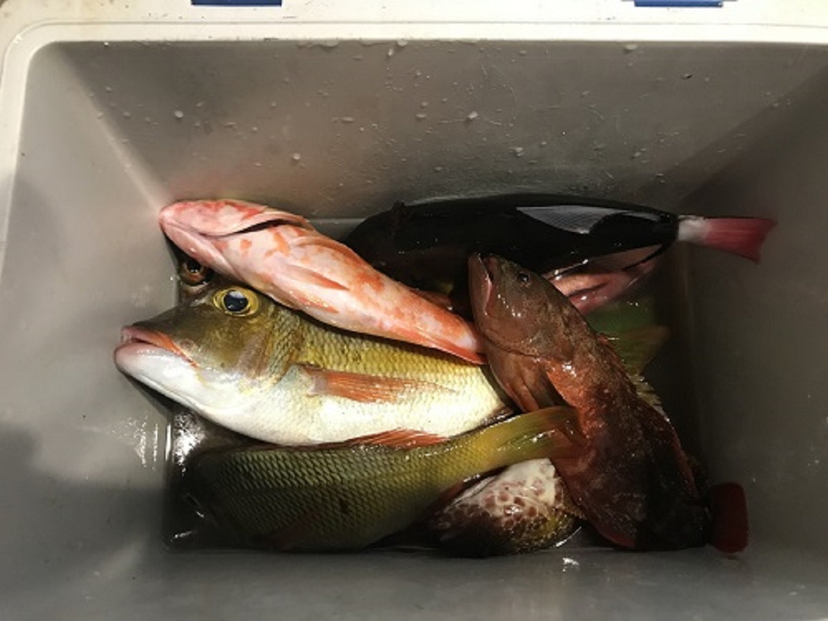 一組貸切開催　船釣り専門店　備瀬の海