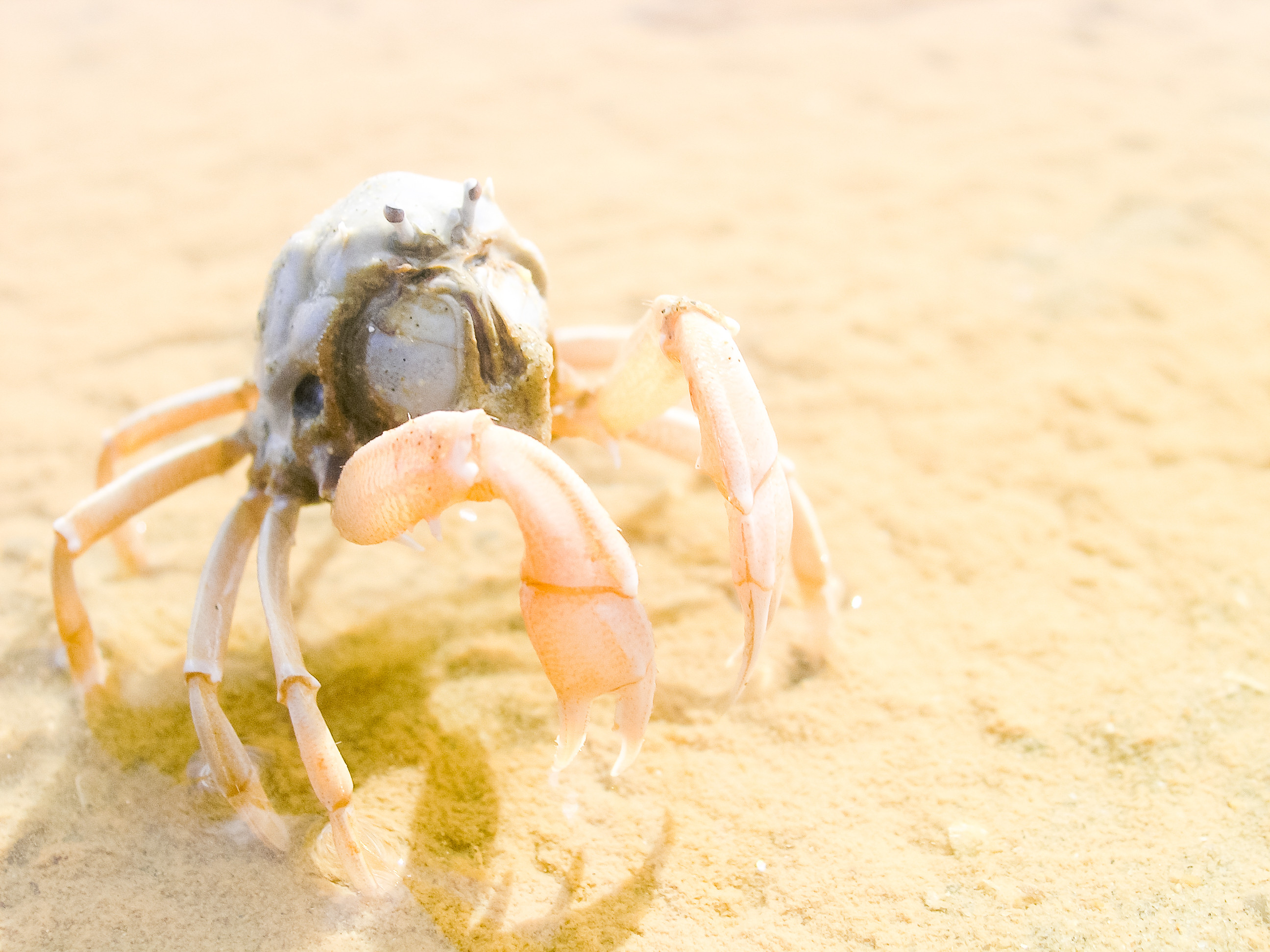 屋我地エコツーネット