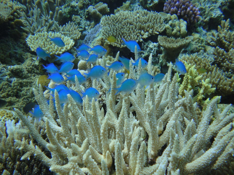 サンゴ礁豊かな水納島の海はお魚達の楽園♪