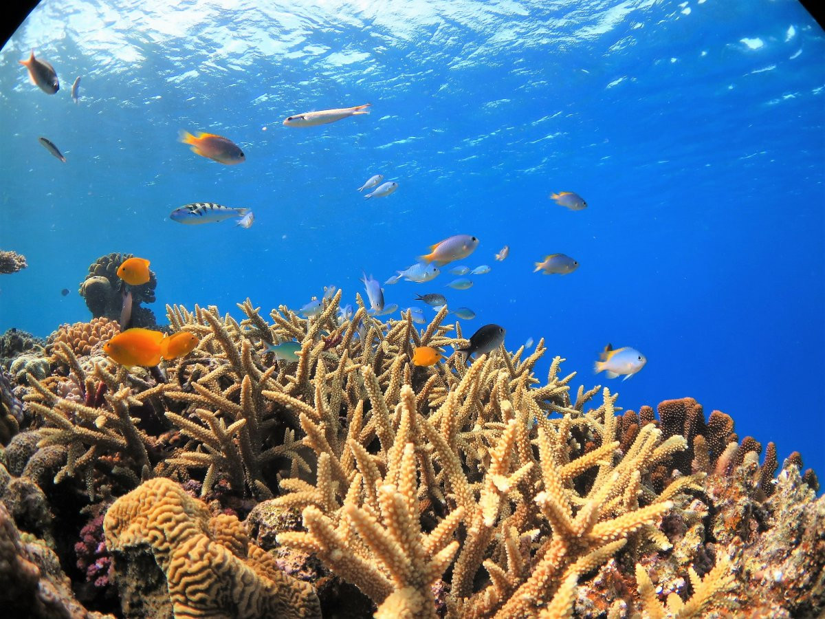 ダイバーになろう♪　ダイビングライセンス講習