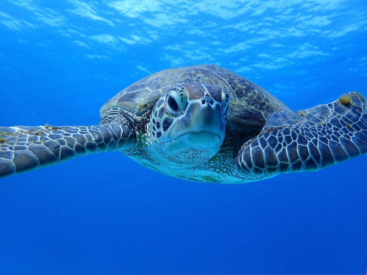 ダイバーになろう♪　ダイビングライセンス講習