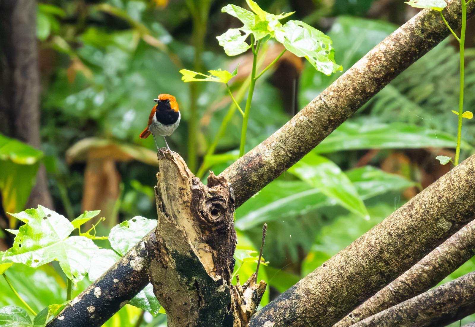 アダ・ガーデンホテル沖縄