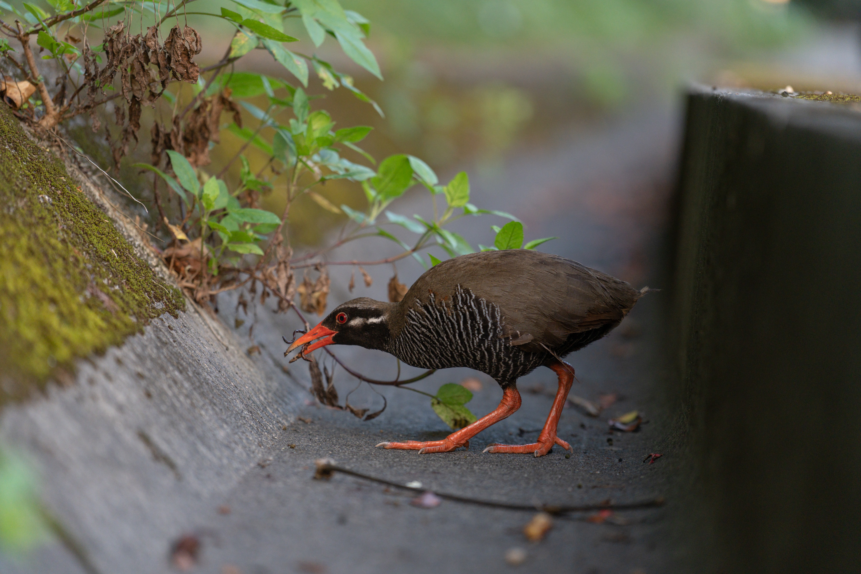 アダ・ガーデンホテル沖縄