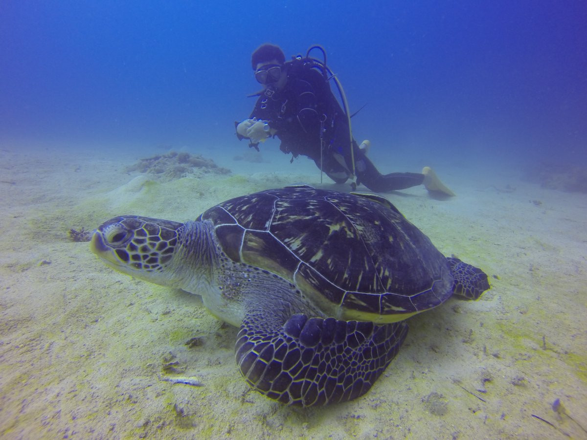 　青の洞窟ボートツアーズ シーラバーズ沖縄