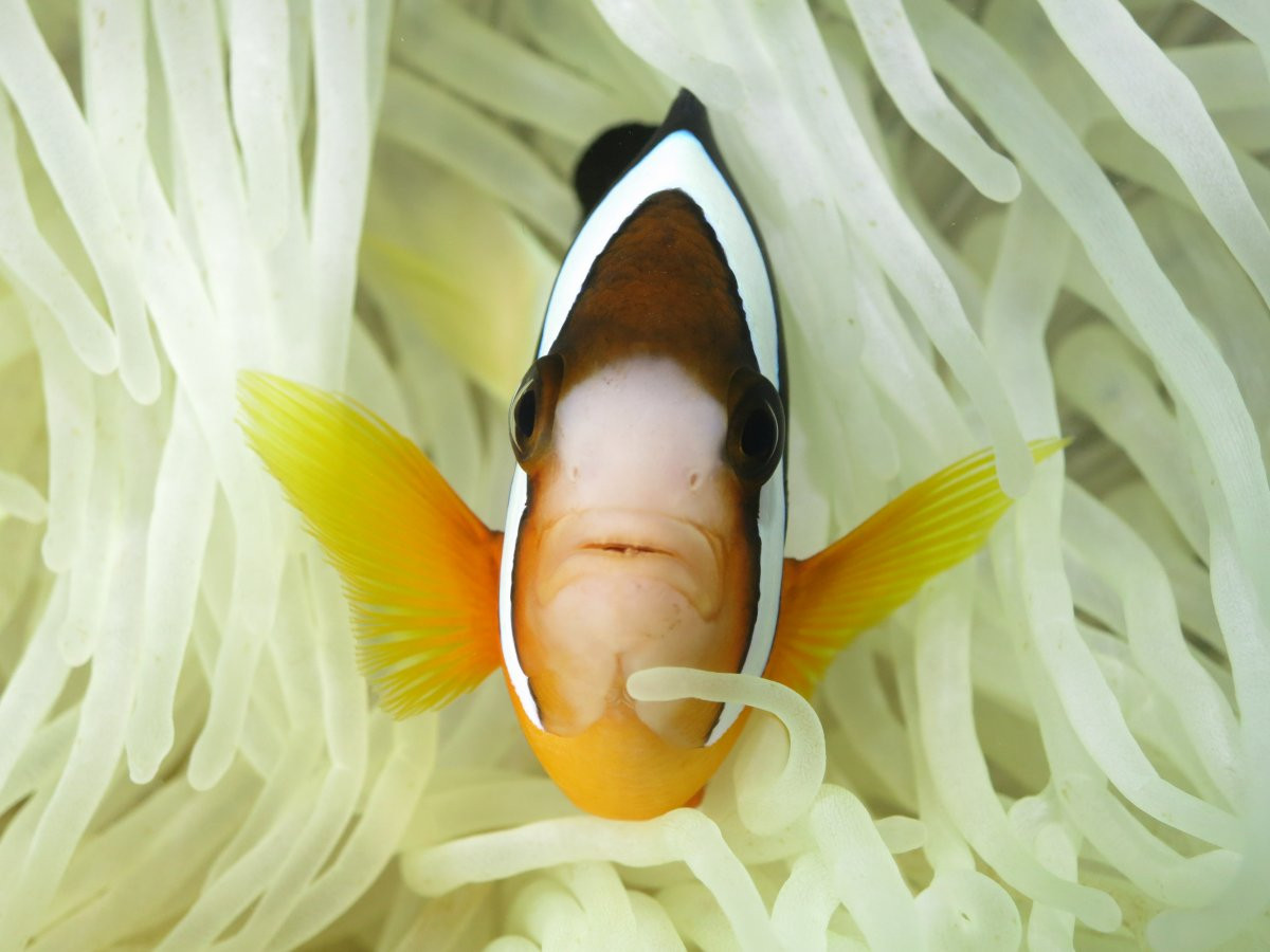 【水納島・瀬底島の海の中へ♪ 体験ダイビング】自社ボートで安心・安全！