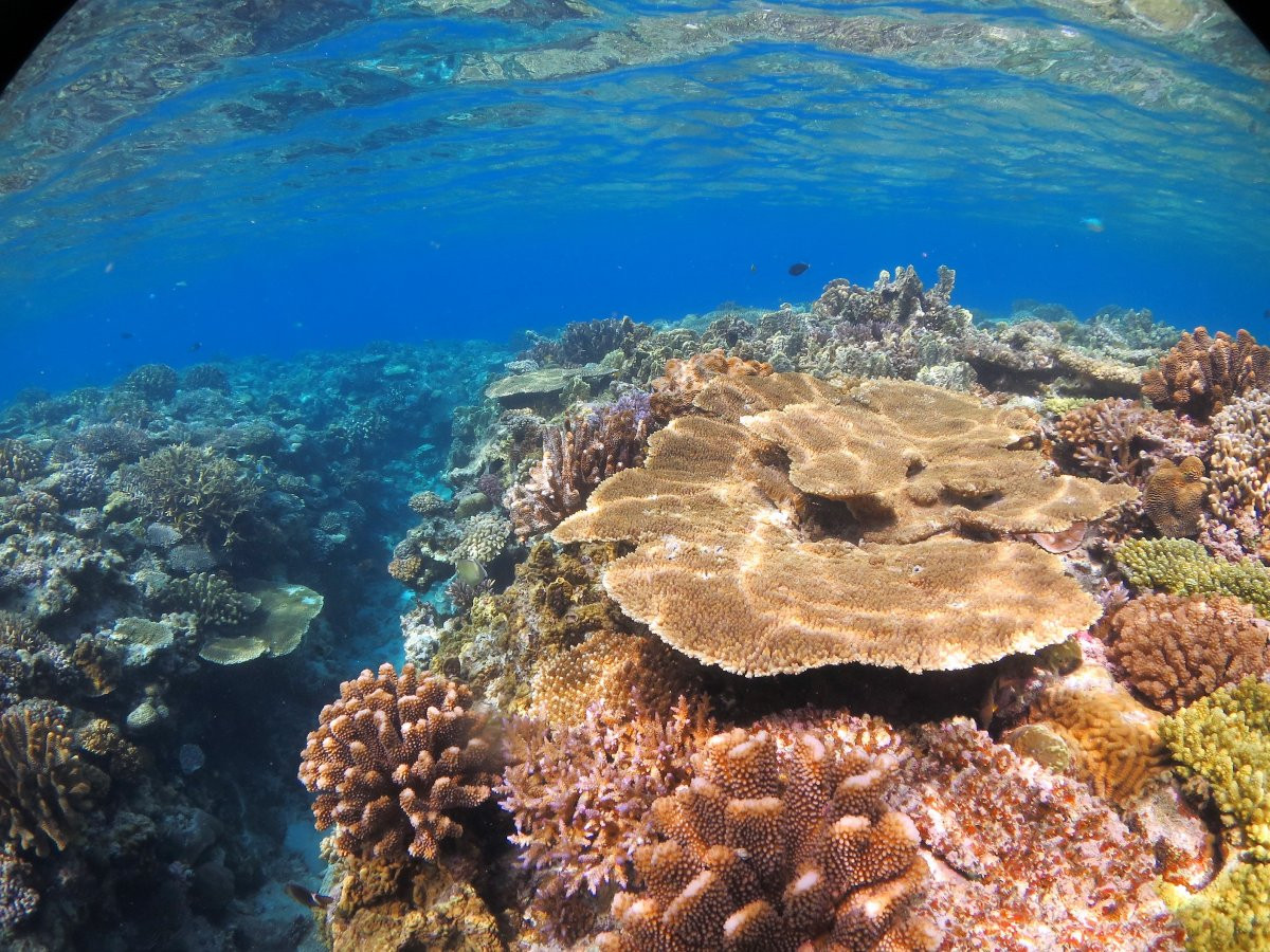 【水納島・瀬底島の海の中へ♪ 体験ダイビング】自社ボートで安心・安全！