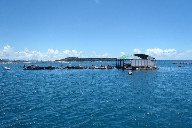 本部釣りイカダ