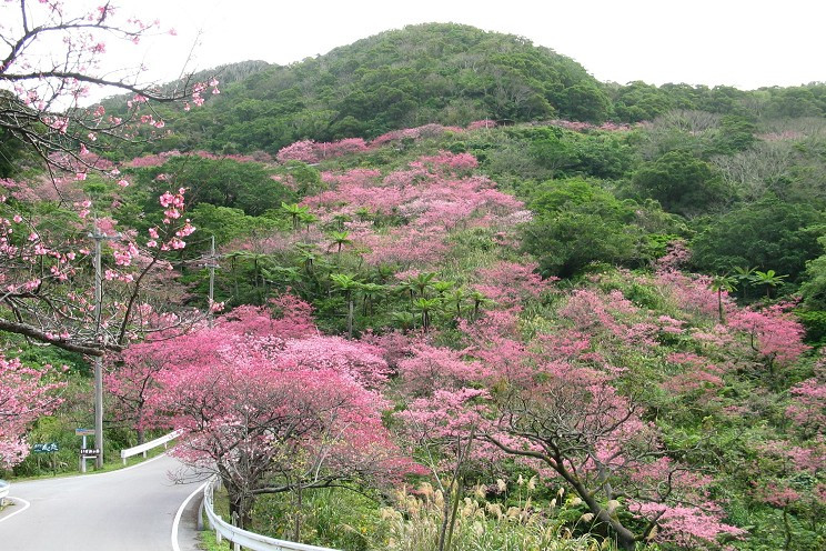 第44回 もとぶ八重岳桜まつり 沖縄観光情報webサイト おきなわ物語