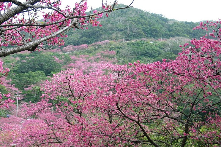 桜 祭り 2022