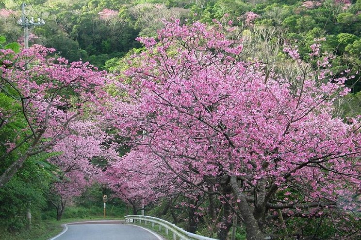 第44回 もとぶ八重岳桜まつり 沖縄観光情報webサイト おきなわ物語