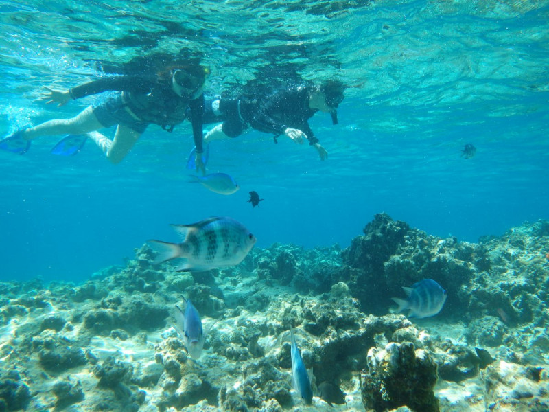 珊瑚の海で魚とシュノーケリング
