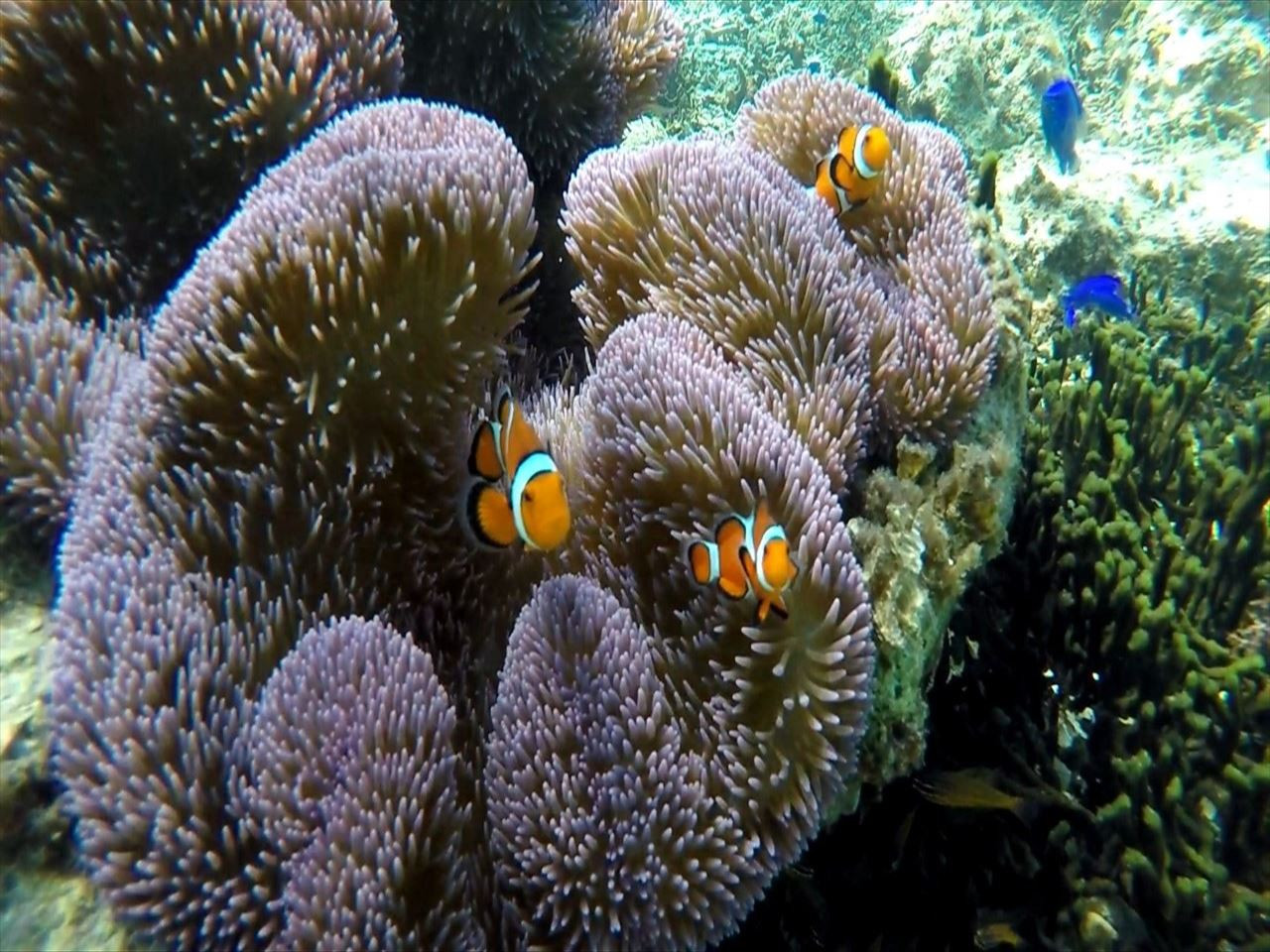 タイガービーチ