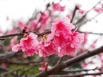 那覇美らさくらまつり 「桜ウォーキング＆スタンプラリー大会」