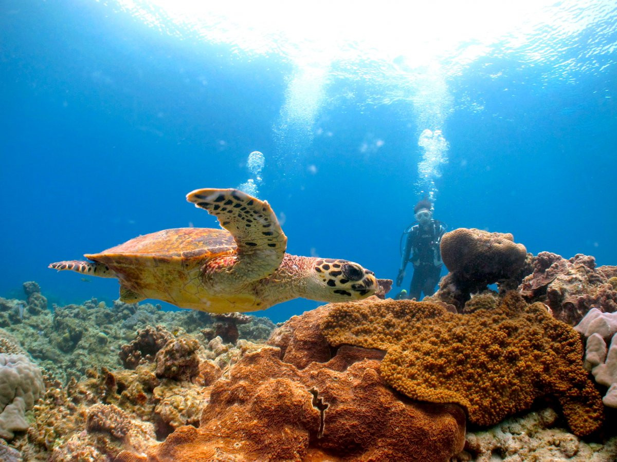 ダイブセンターアイルズ