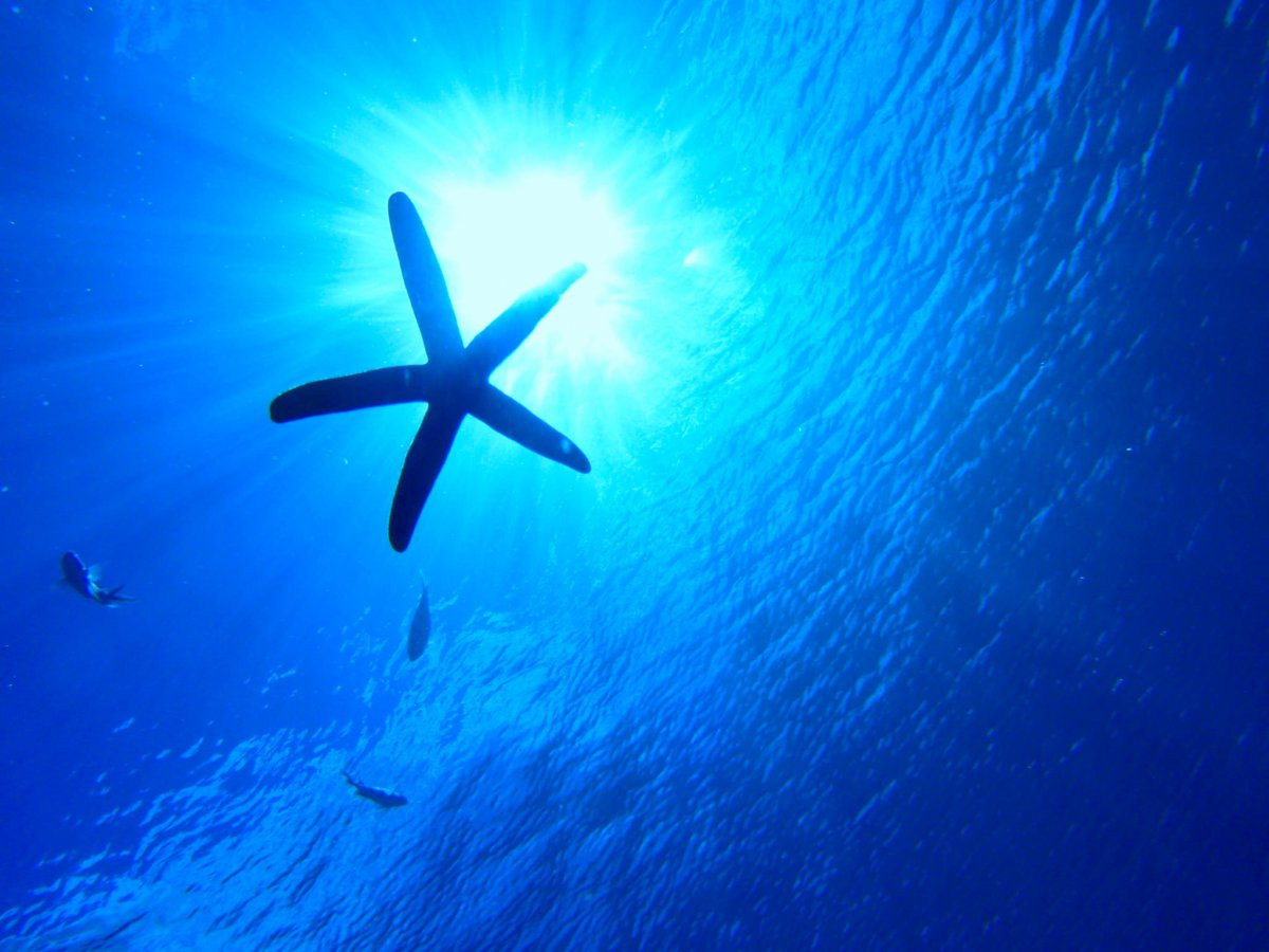 ダイブセンターアイルズ