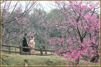桜と着物｜和装×ロケーションフォトウェディング！！