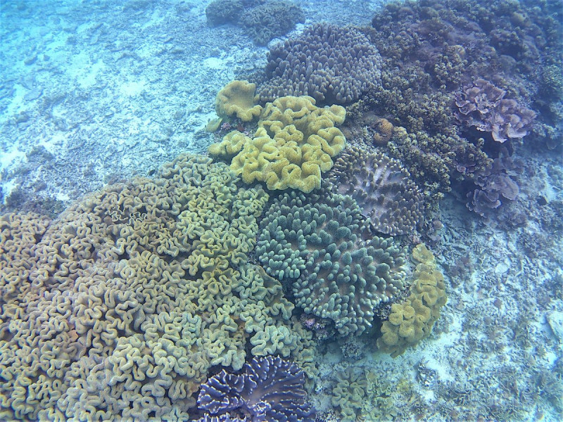 色とりどりの珊瑚もいますよ♪