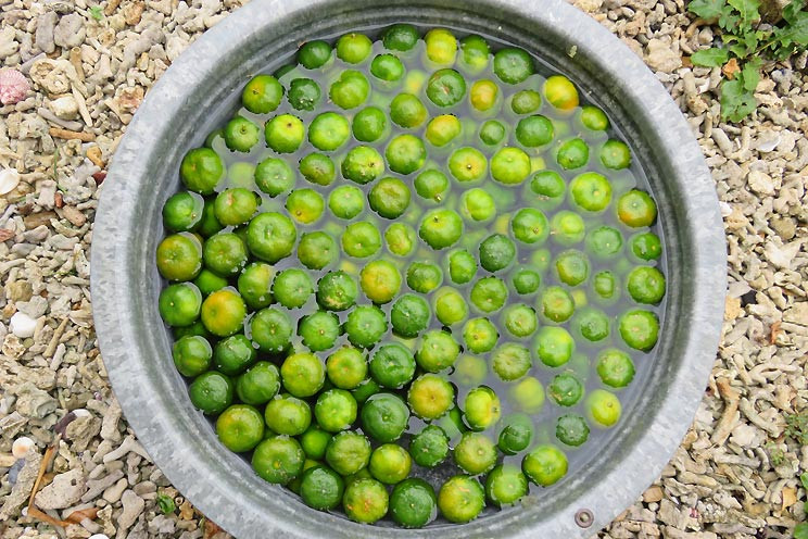 いっぷく家 ippukuya